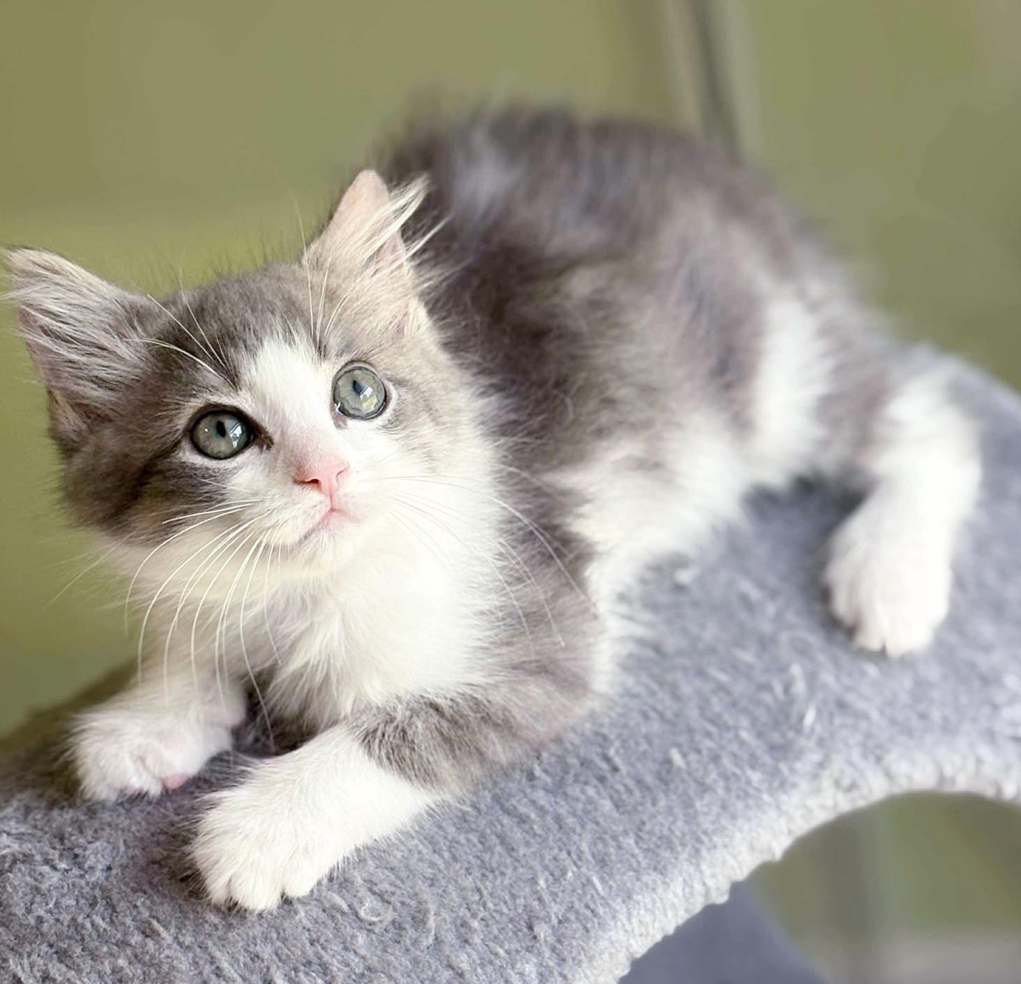 Our fosters are have so many kittens are now big enough to be adopted They are anywhere from 8 to