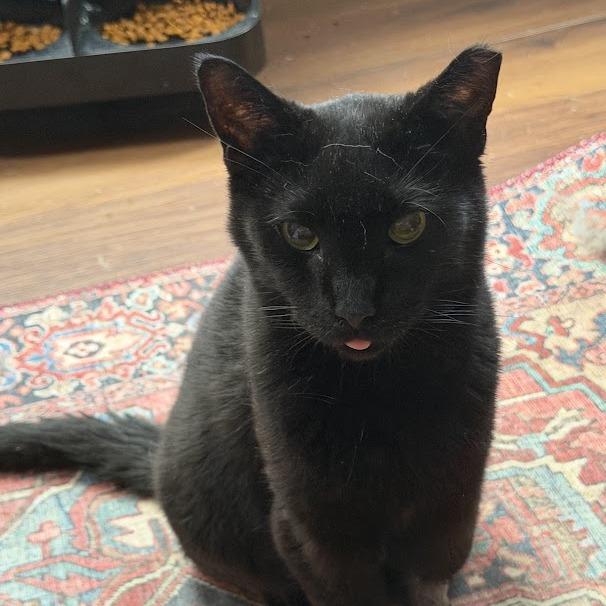Spider, Adoptable, Adult Female Domestic Short Hair.