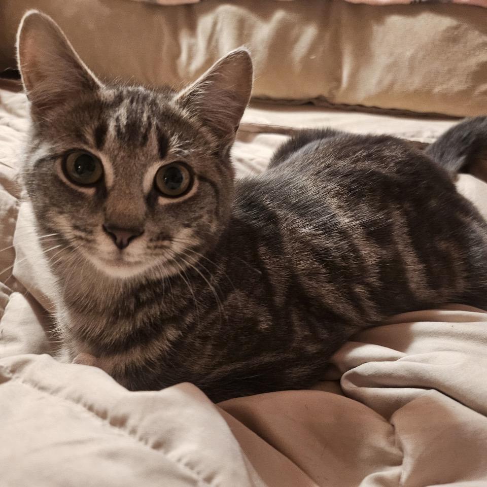 Francine, Adoptable, Young Female Domestic Short Hair.