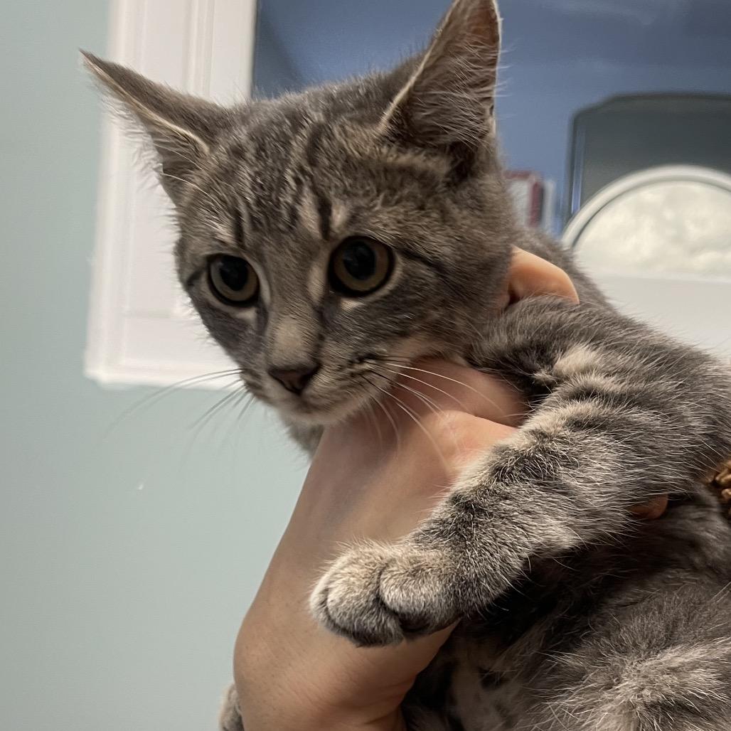 Francine, a Adoptable Domestic Short Hair in Middlebury, VT image 2/6