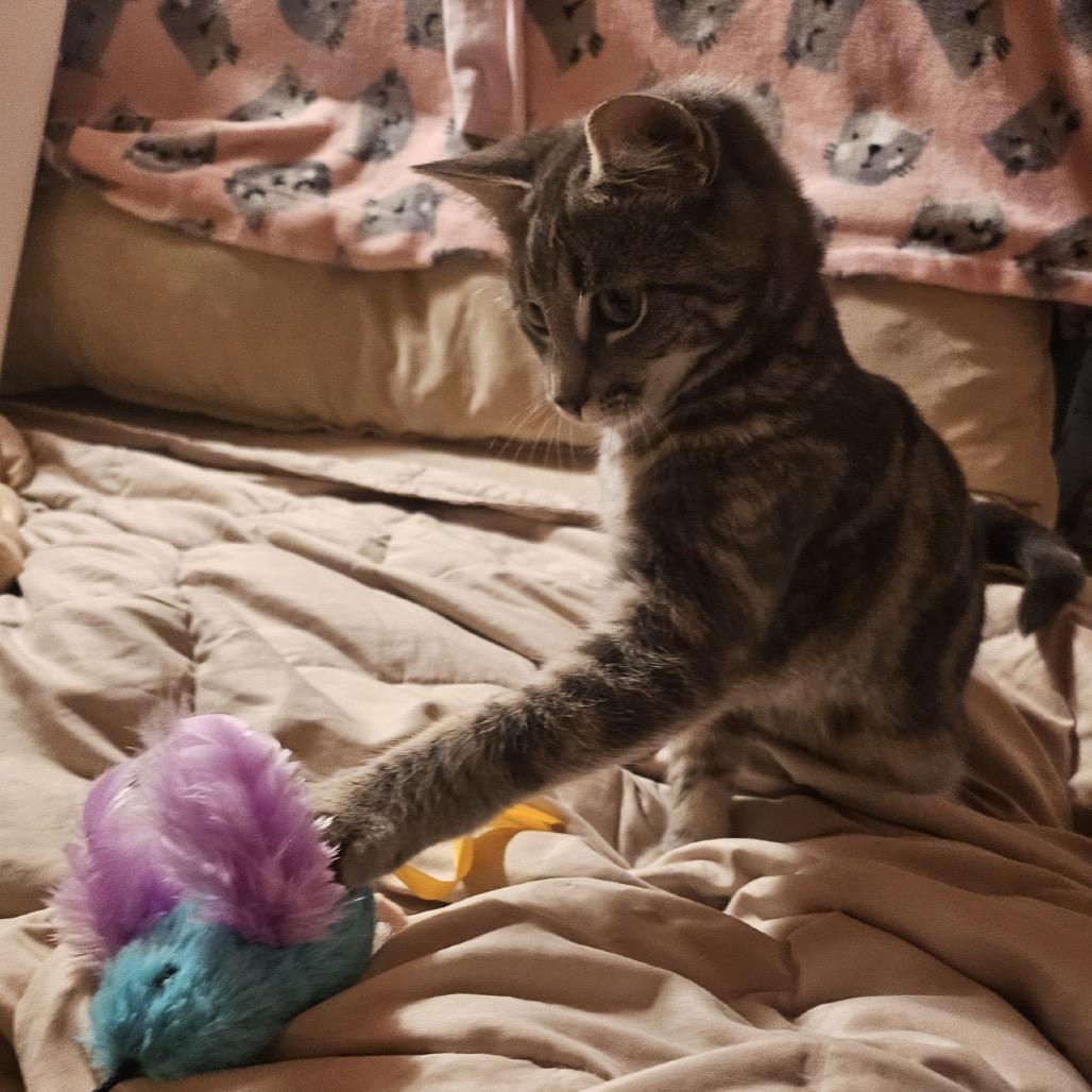 Francine, a Adoptable Domestic Short Hair in Middlebury, VT image 3/6