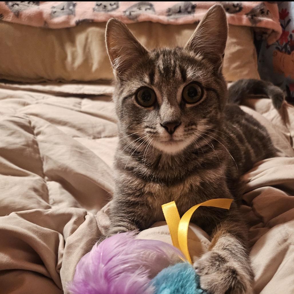 Francine, a Adoptable Domestic Short Hair in Middlebury, VT image 4/6