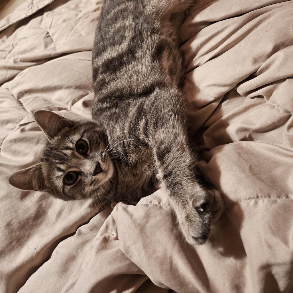 Francine, a Adoptable Domestic Short Hair in Middlebury, VT image 5/6