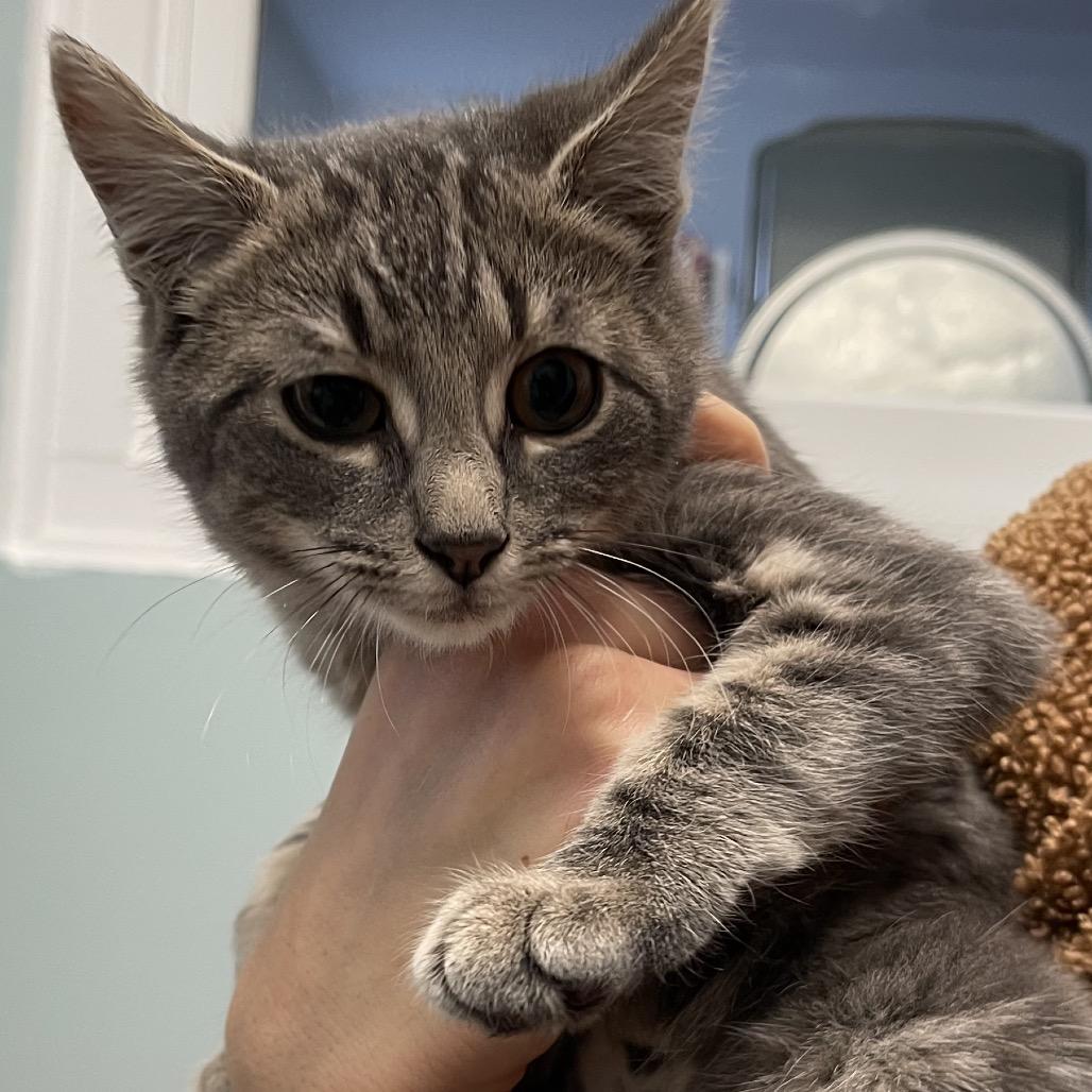 Francine, a Adoptable Domestic Short Hair in Middlebury, VT image 6/6