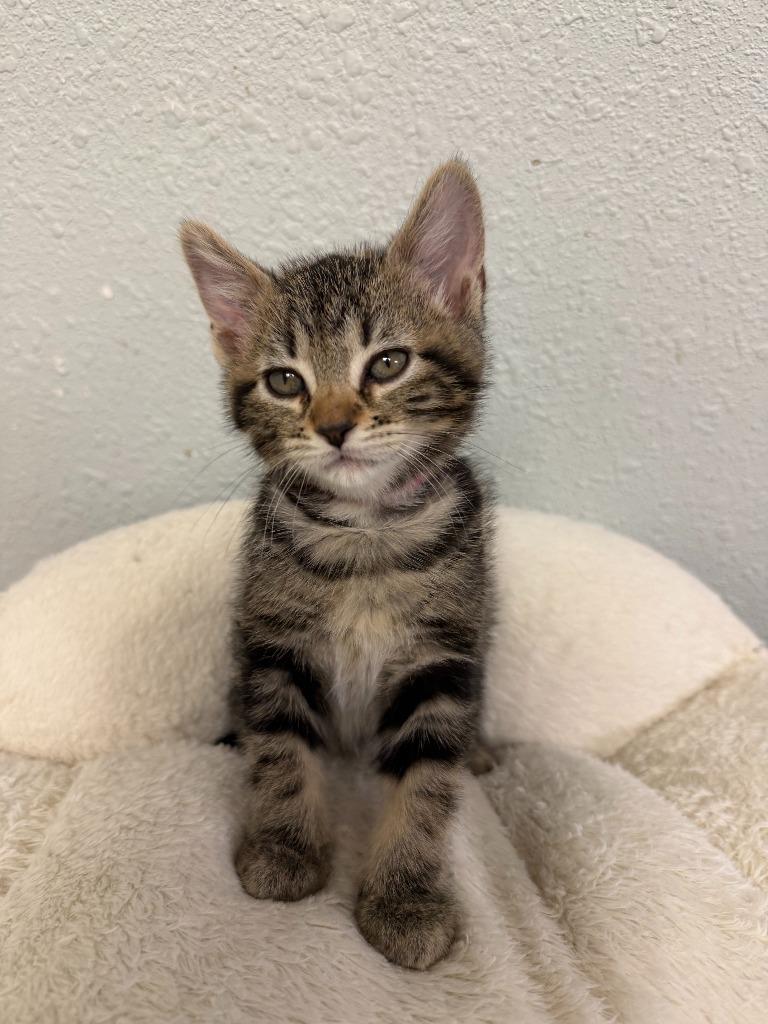Cherry, a Adopted mixed breed in Pratt, KS image 2/2