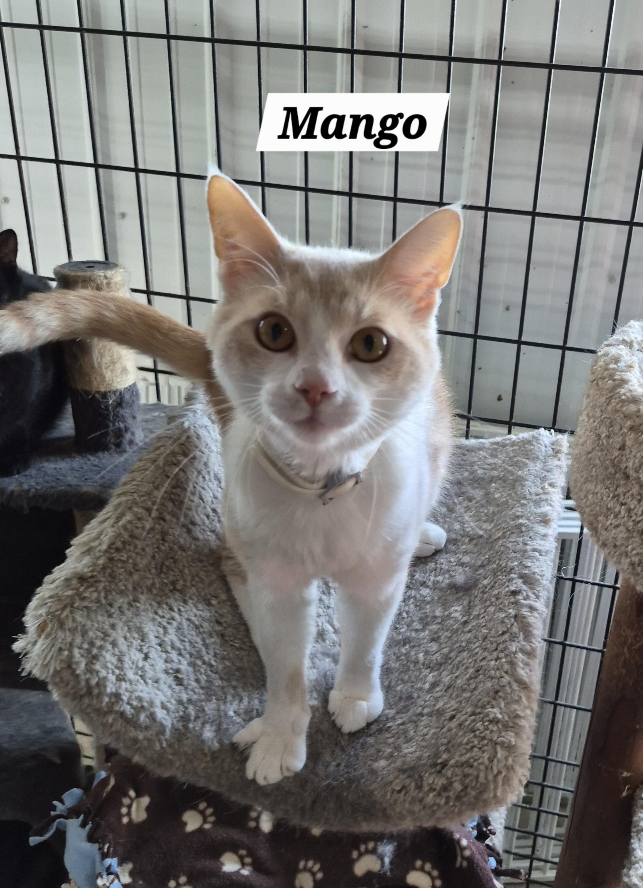 Mango, ADOPTABLE, Adult Male Domestic Short Hair.