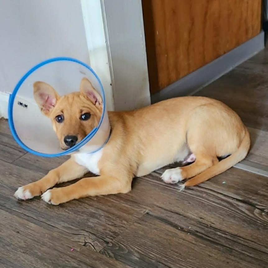 Enlarge Jager, a Adoptable mixed breed in New Haven, CT image 5/6