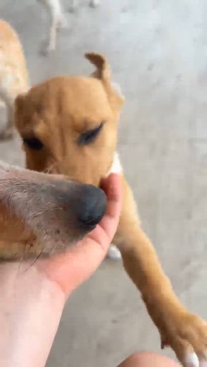 Enlarge Jager, a Adoptable mixed breed in New Haven, CT video 4/6