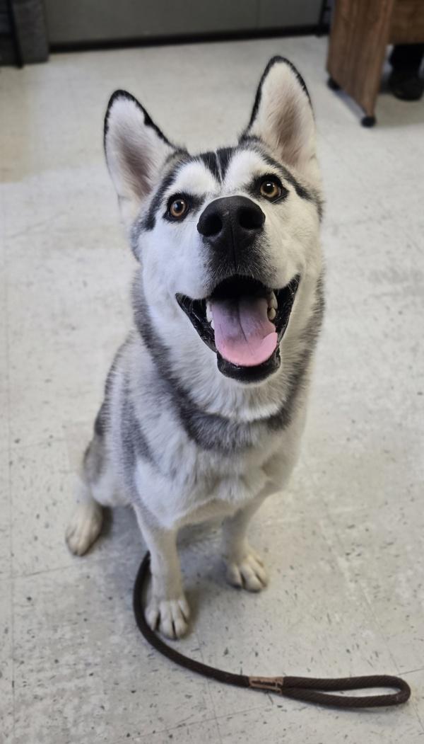 Neptune, Adoptable, Adult Male Siberian Husky.