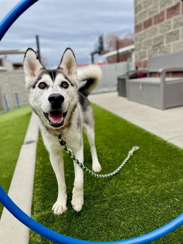 Enlarge Neptune, a Adoptable mixed breed in Salt Lake City, UT image 2/6