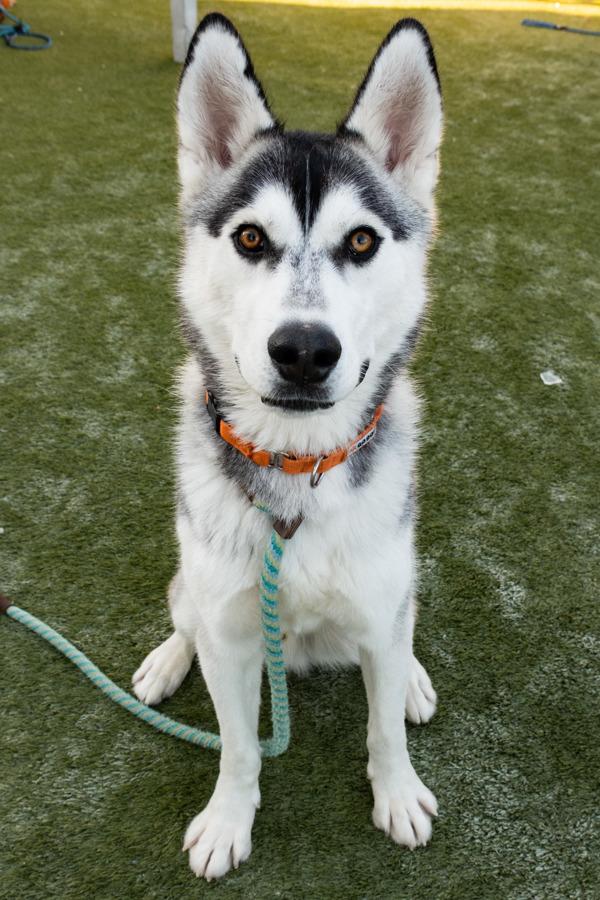 Enlarge Neptune, a Adoptable mixed breed in Salt Lake City, UT image 4/6
