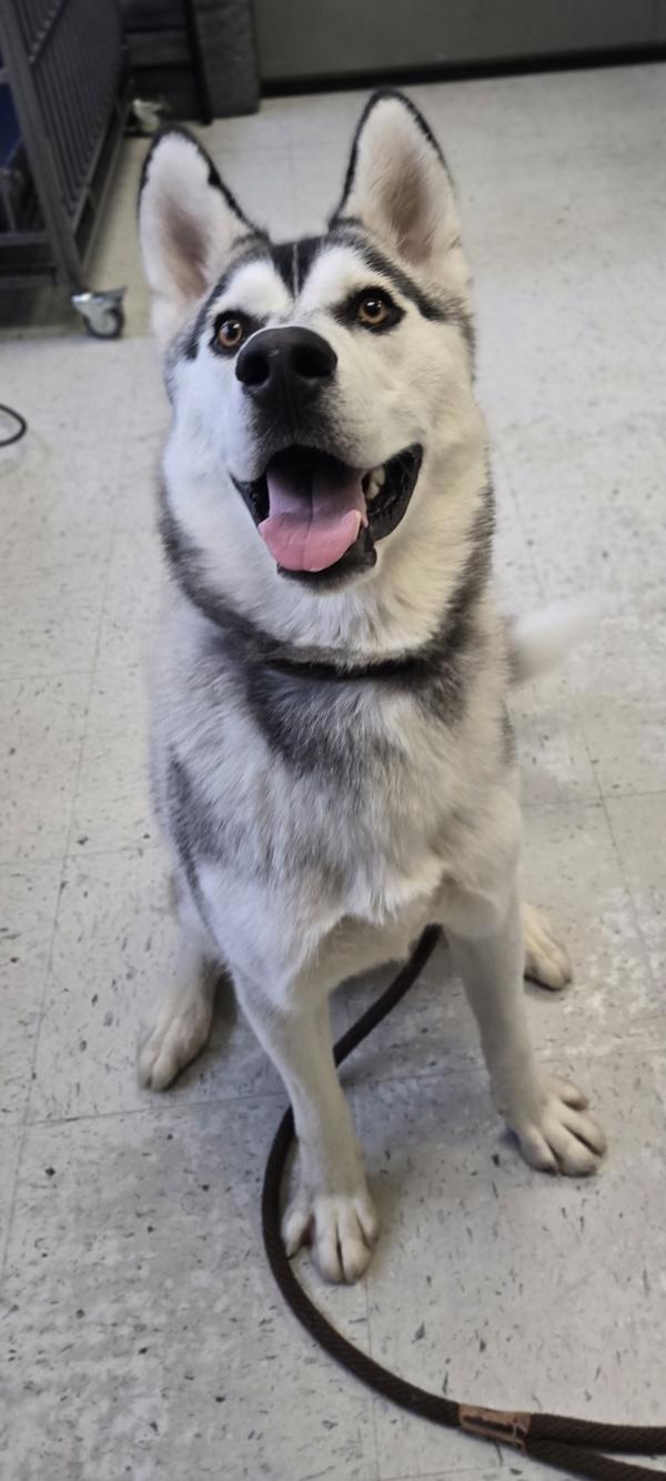 Enlarge Neptune, a Adoptable mixed breed in Salt Lake City, UT image 5/6
