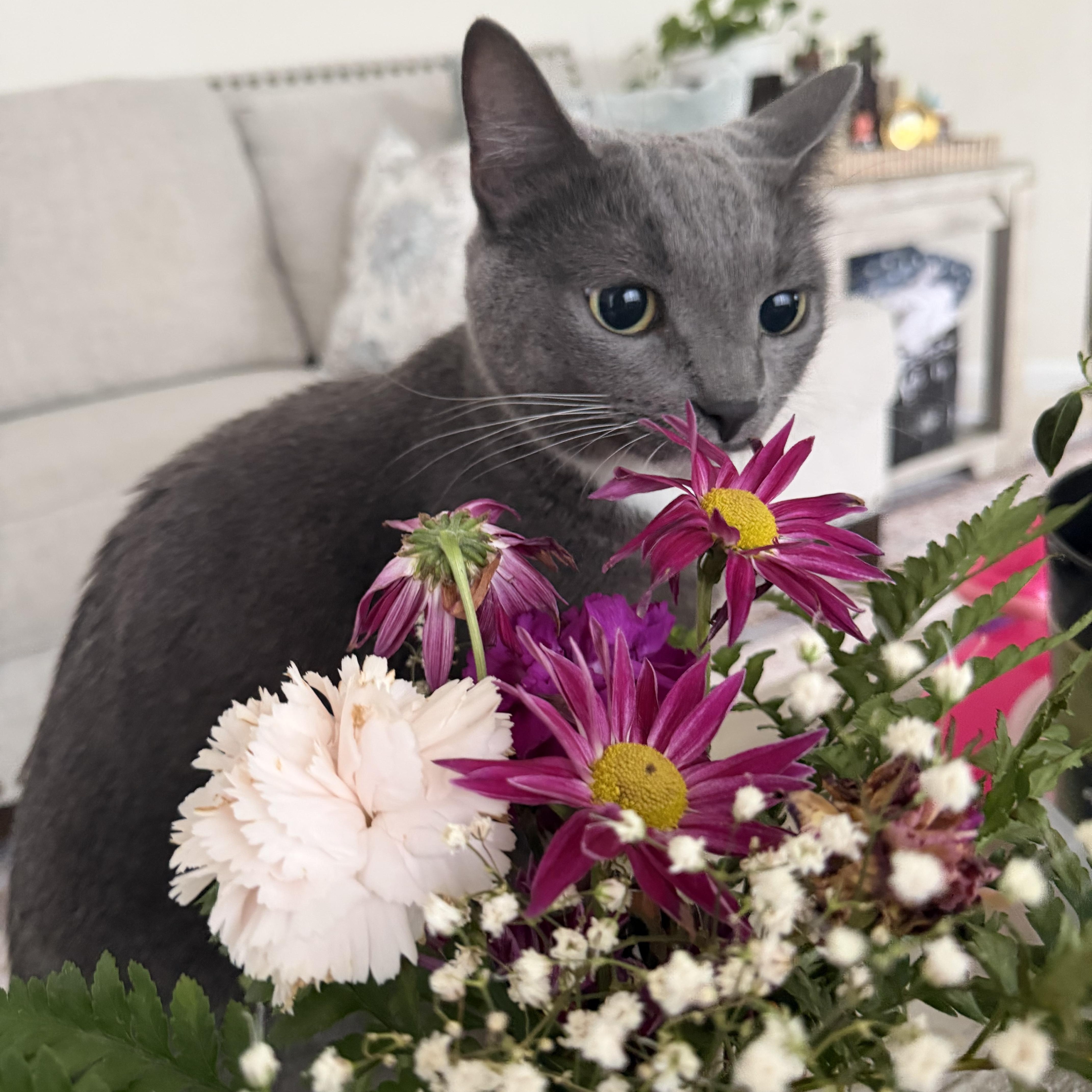 Smokey - FROM SHY TO SMITTEN, ADOPTABLE, Adult Male American Shorthair.