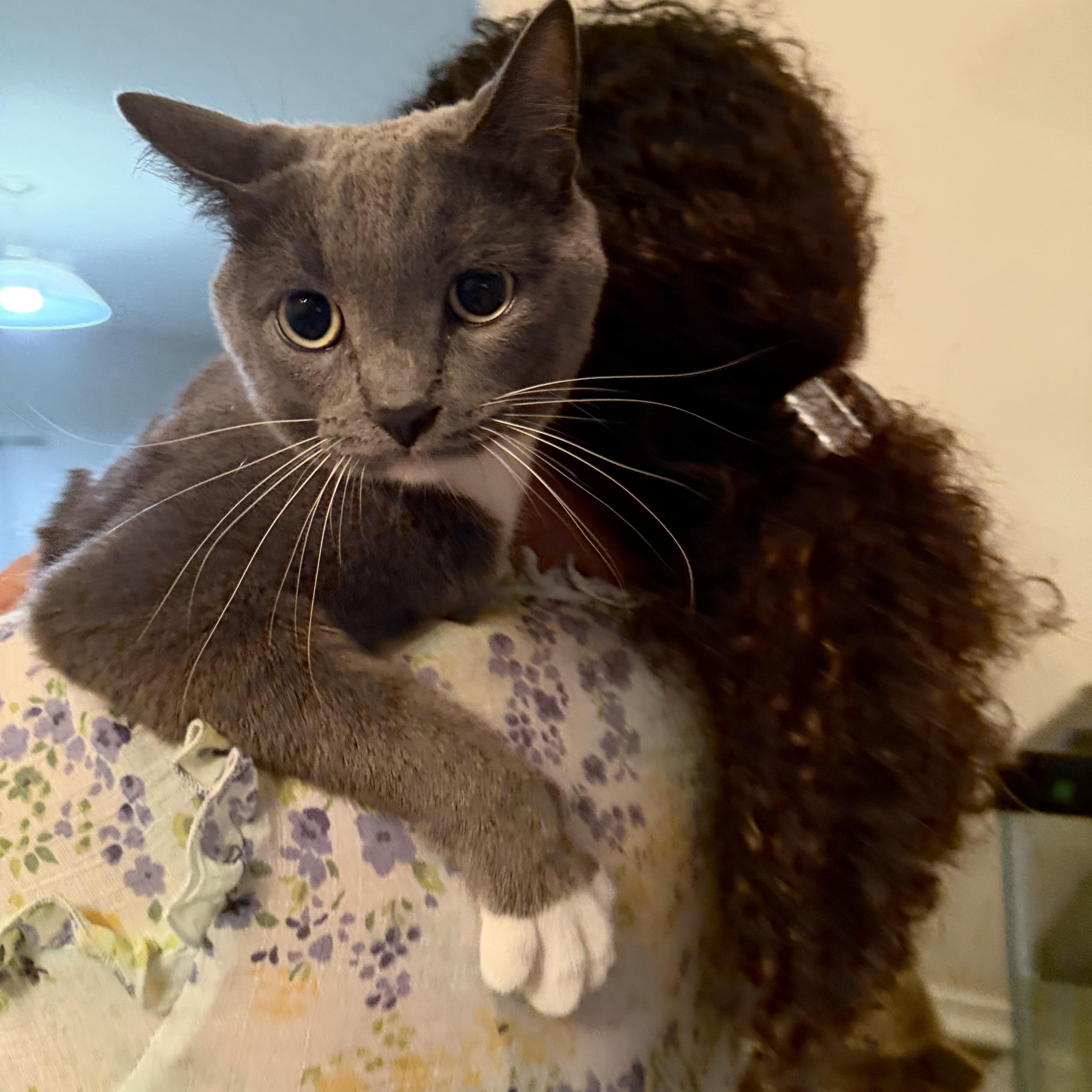 Smokey - FROM SHY TO SMITTEN, a ADOPTABLE American Shorthair in Bristow, VA image 4/6