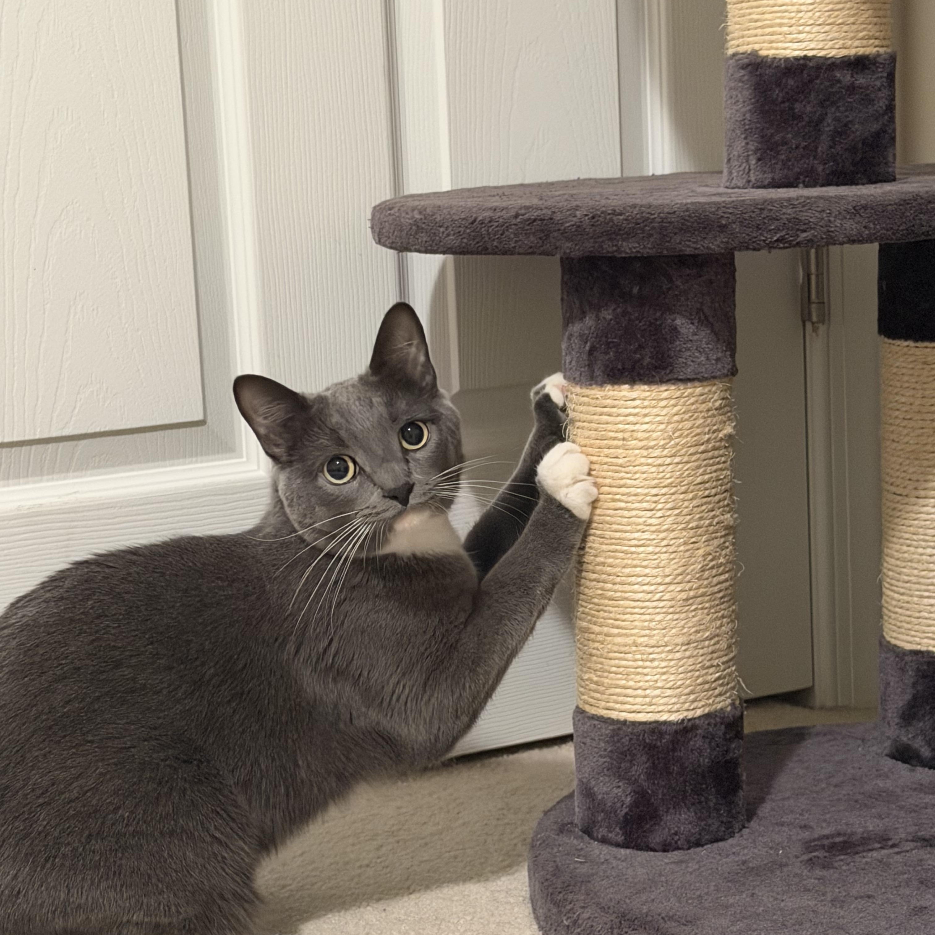 Smokey - FROM SHY TO SMITTEN, a ADOPTABLE American Shorthair in Bristow, VA image 3/6