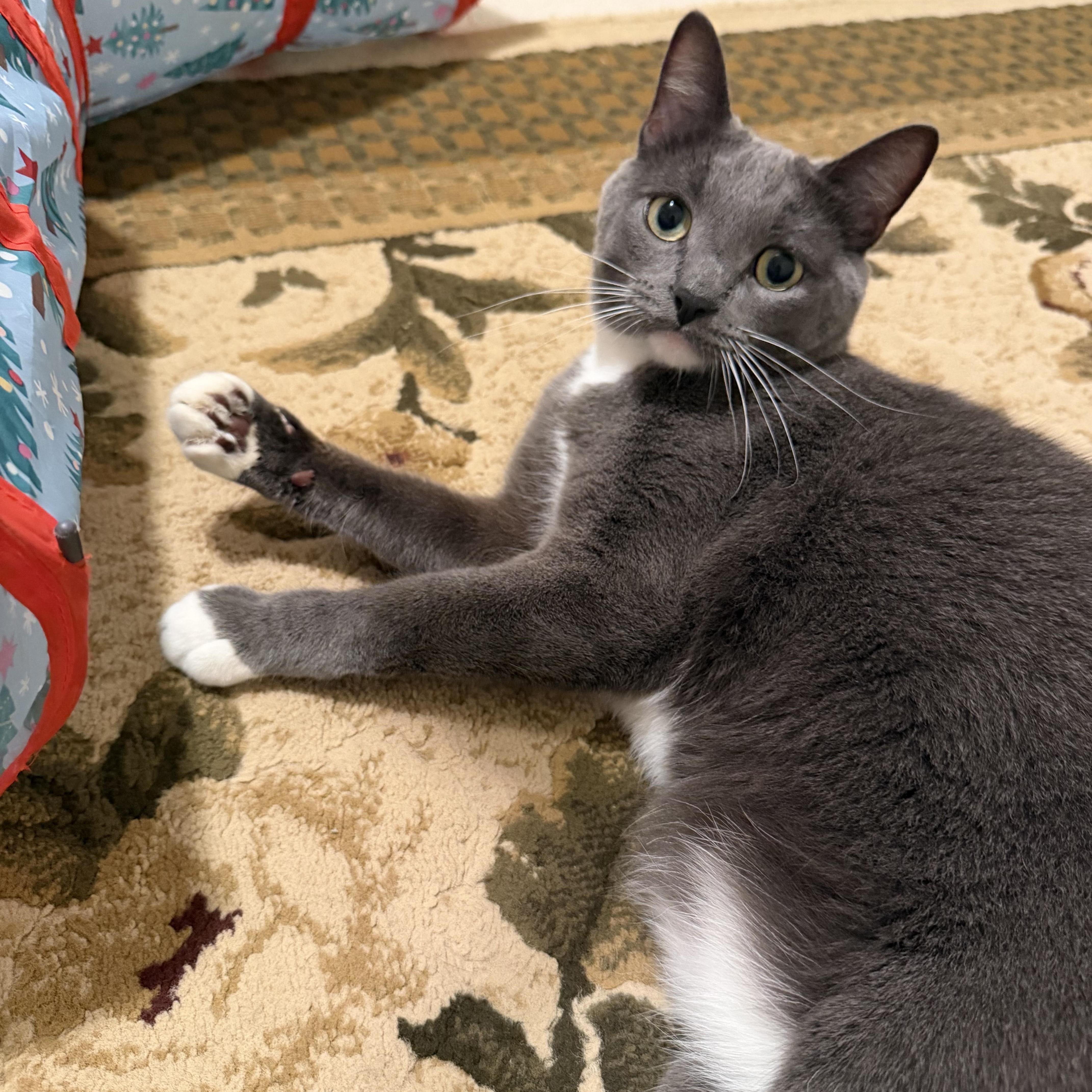 Smokey - FROM SHY TO SMITTEN, a ADOPTABLE American Shorthair in Bristow, VA image 6/6