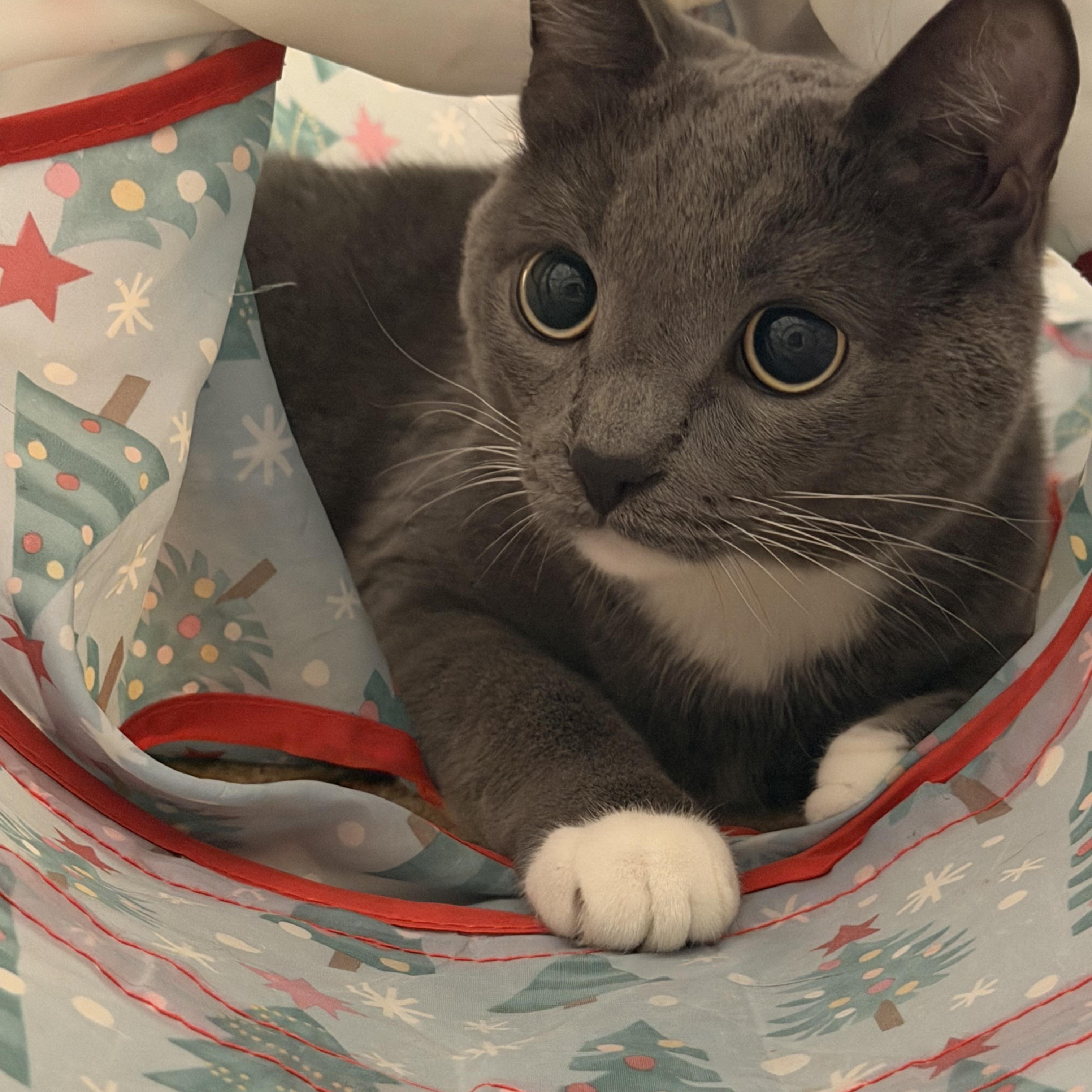 Smokey - FROM SHY TO SMITTEN, a ADOPTABLE American Shorthair in Bristow, VA image 5/6