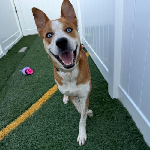 Oxanna JD, Adult Female Husky