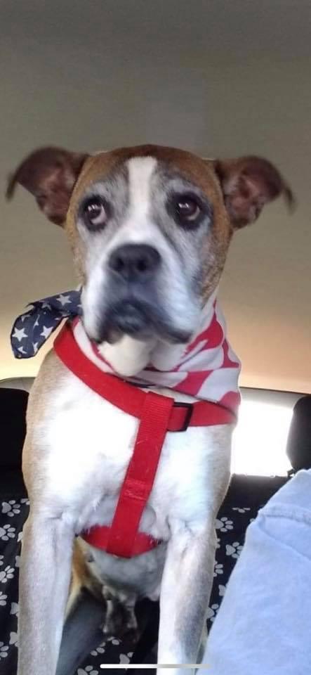 Louise, Adopted, Senior Female Boxer.