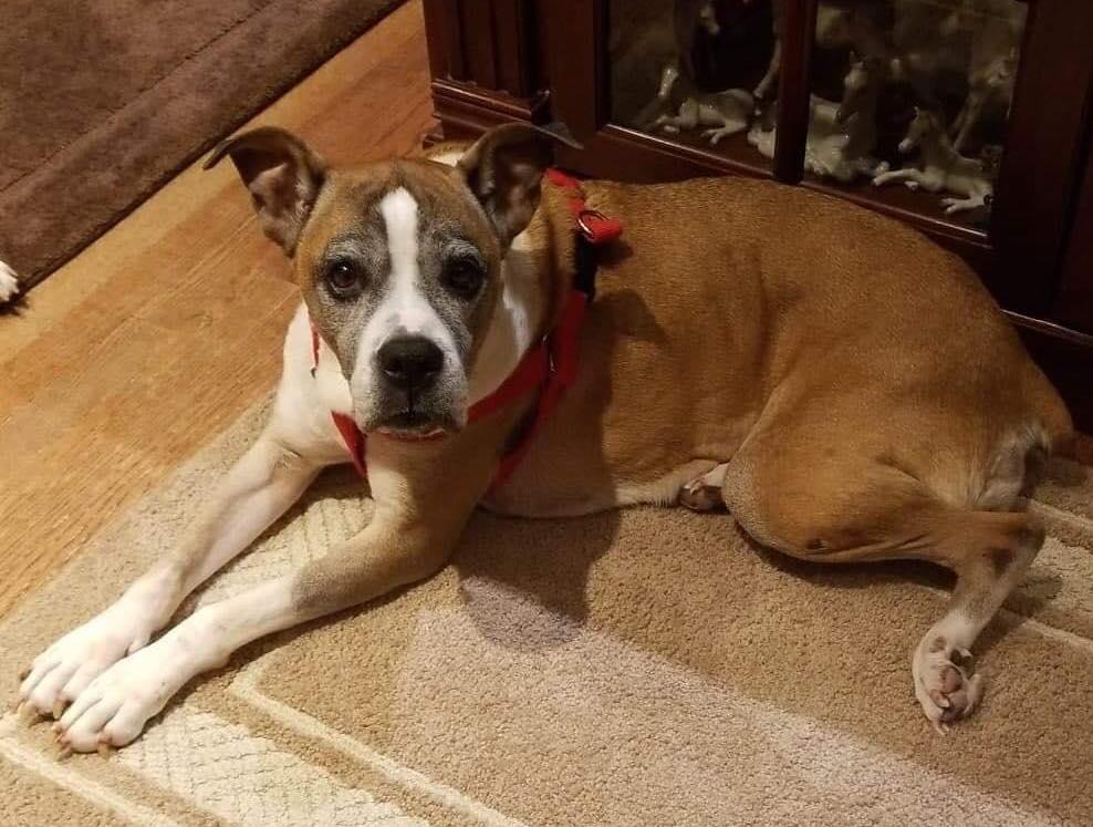 Louise, a Adopted Boxer in Owatonna, MN image 2/3