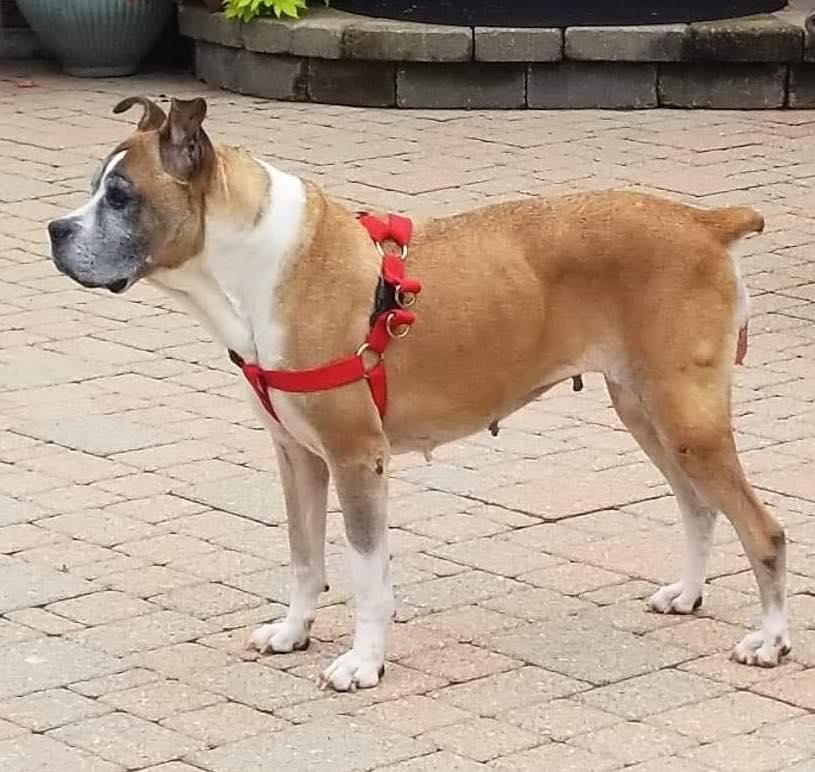 Louise, a Adopted Boxer in Owatonna, MN image 3/3