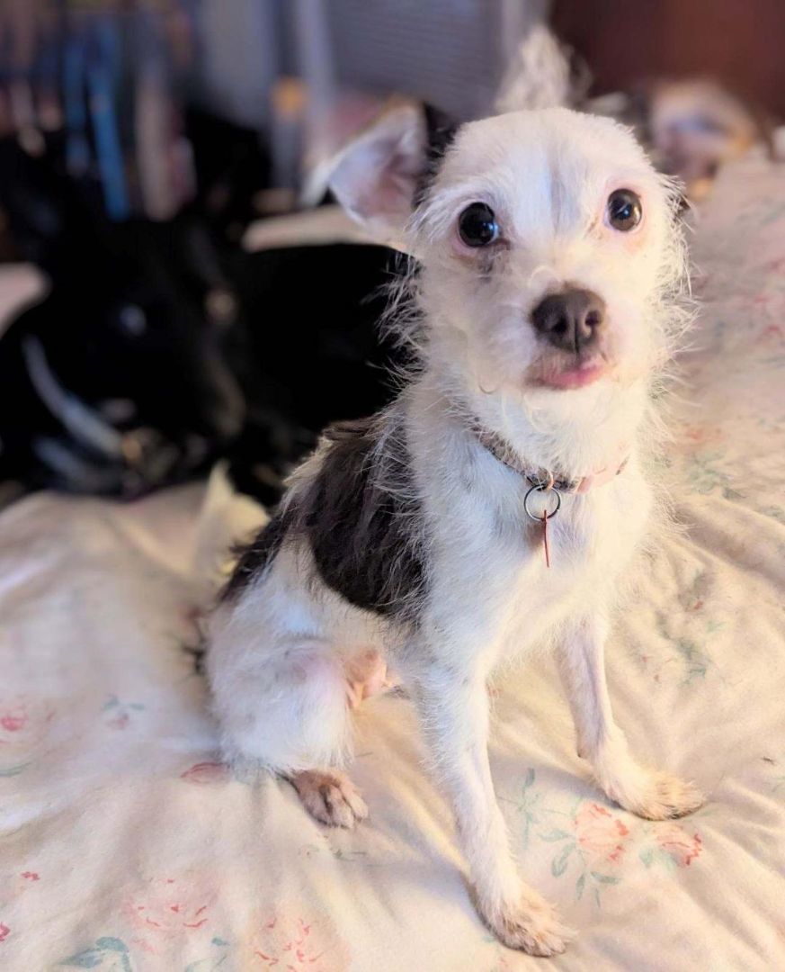 Pumpkin, Adopted, Adult Female Jack Russell Terrier & Chihuahua.