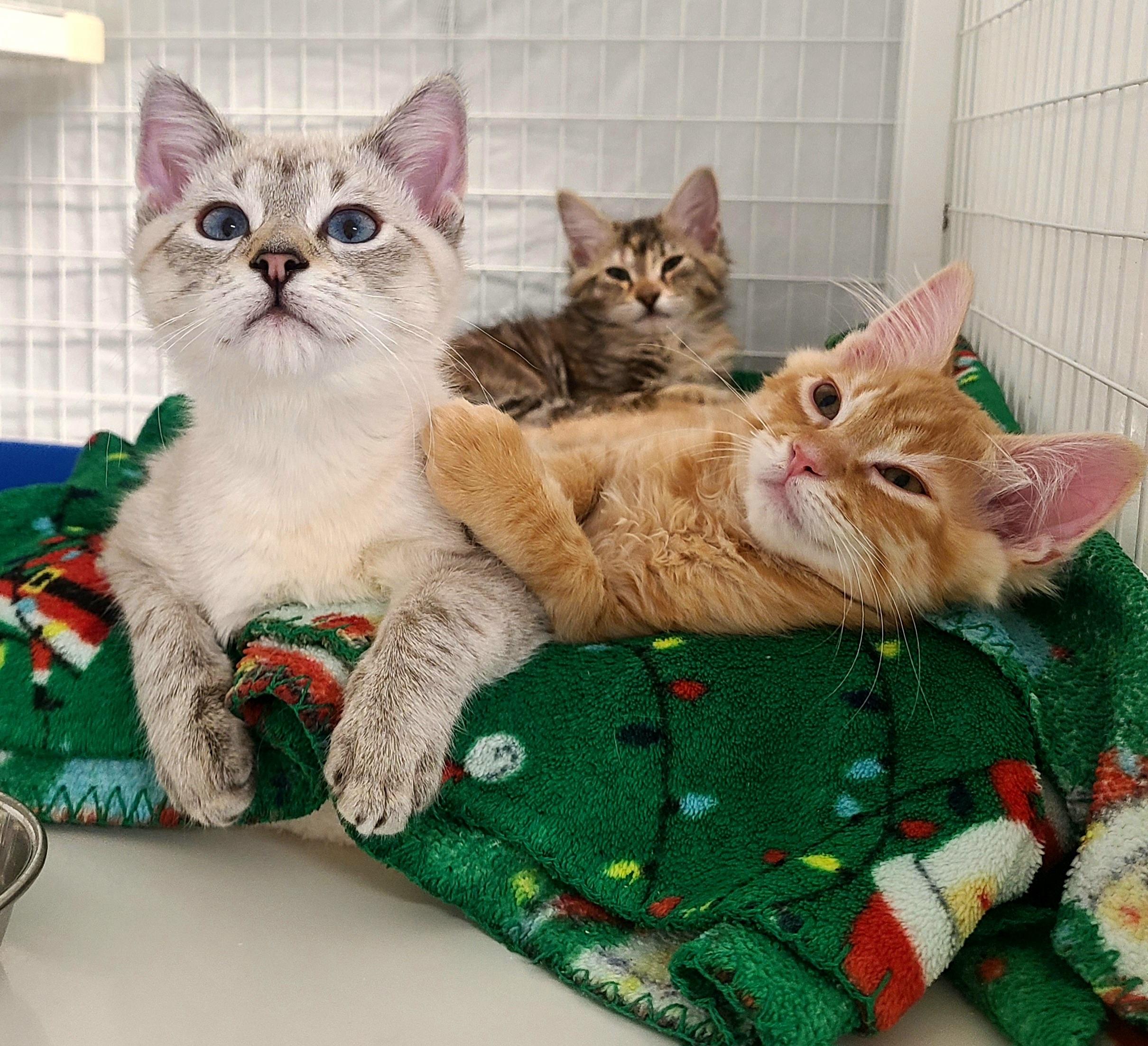 Enlarge Margarita, an adopted Domestic Short Hair in Kirkland, WA image 1/1