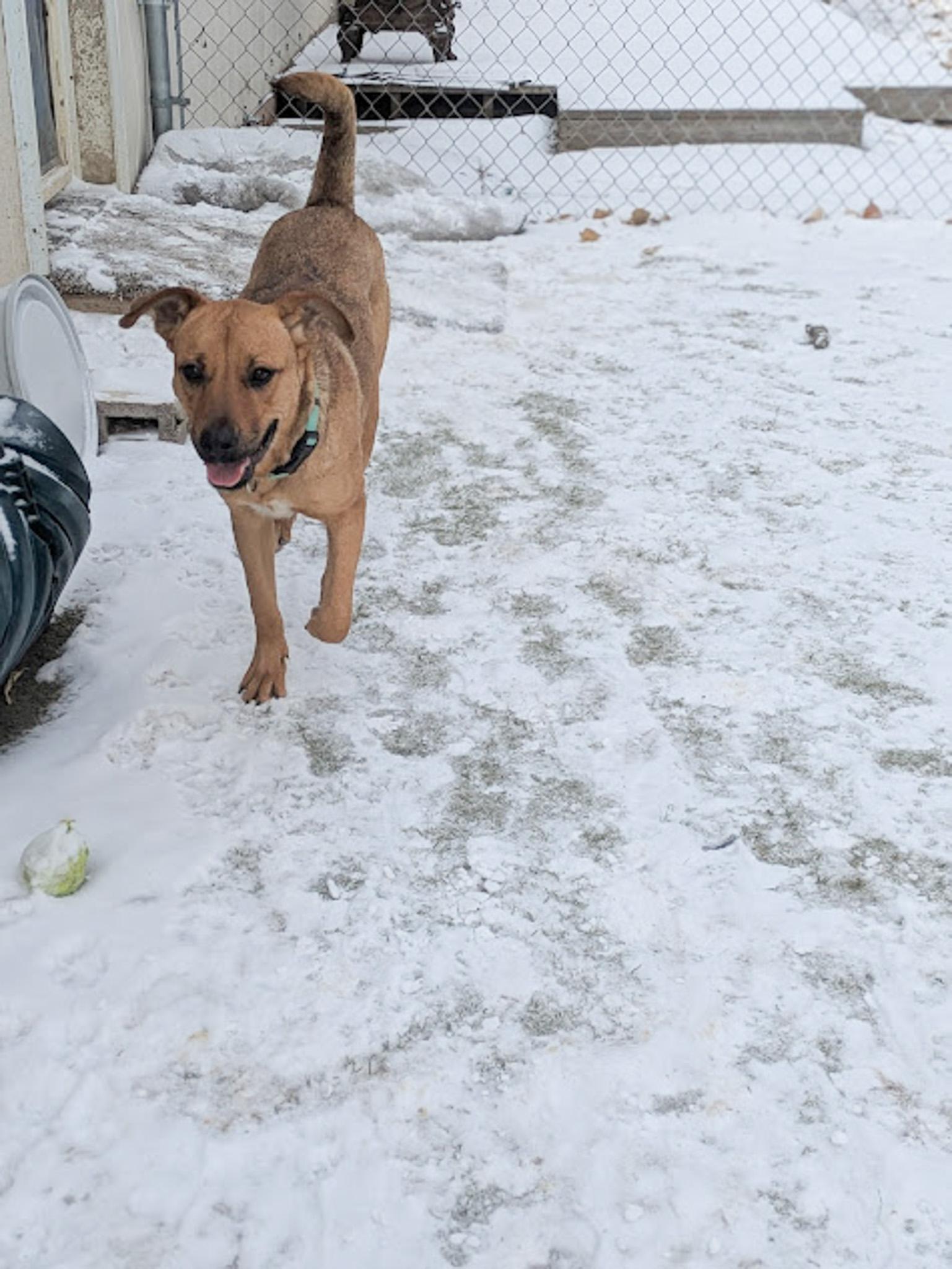 Sally, a Adopted mixed breed in Broomfield, CO image 2/5