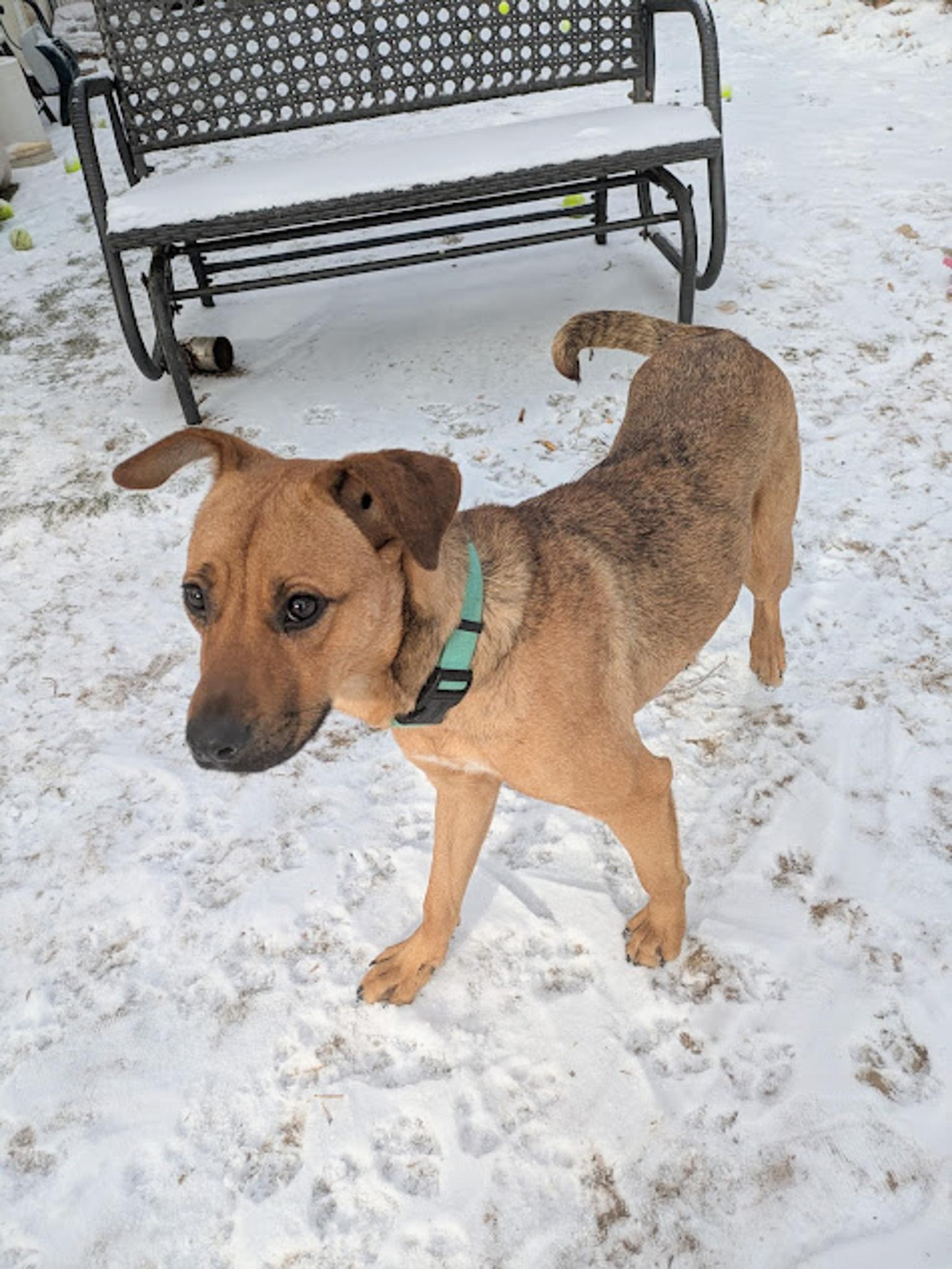 Sally, a Adopted mixed breed in Broomfield, CO image 3/5