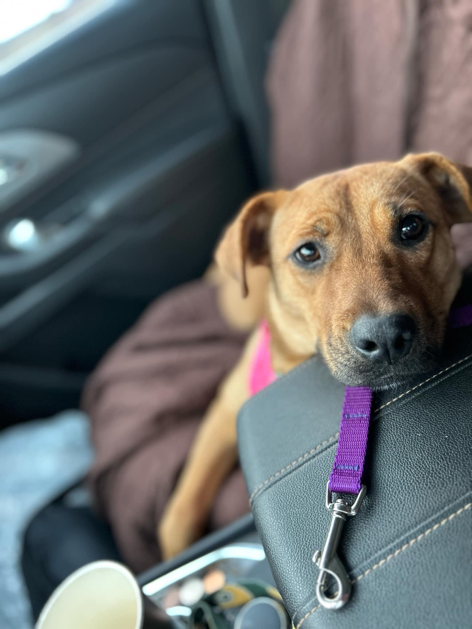 Sally, a Adopted mixed breed in Broomfield, CO image 4/5