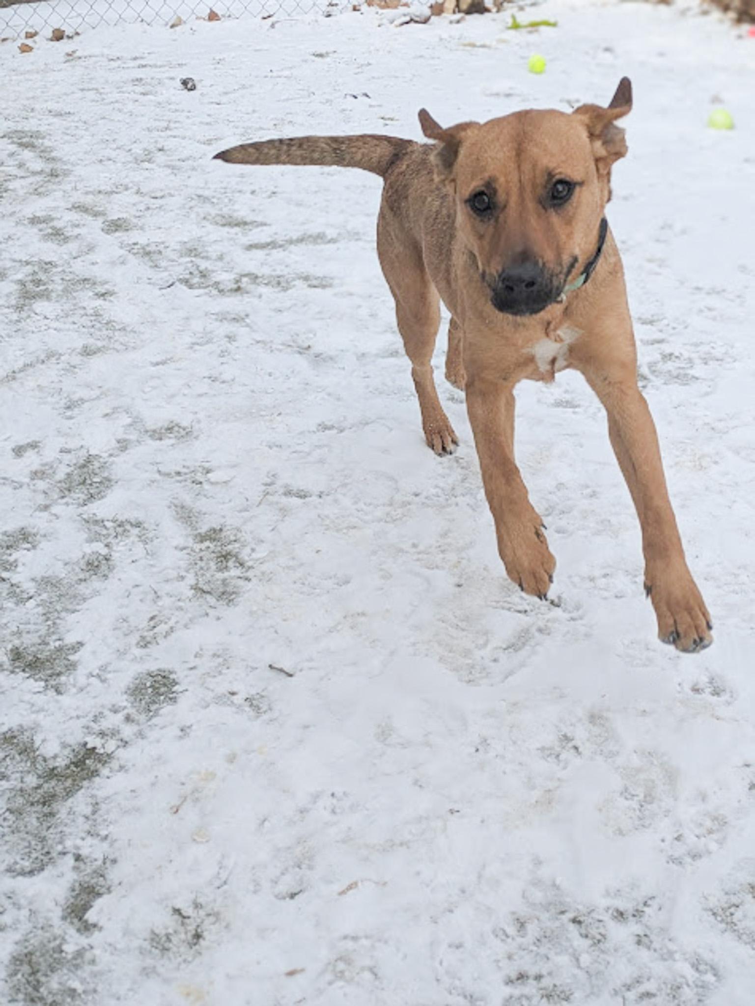 Sally, a Adopted mixed breed in Broomfield, CO image 5/5