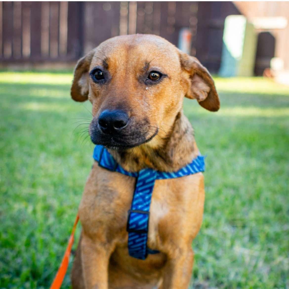 Sally, a Adopted mixed breed in Broomfield, CO image 1/5