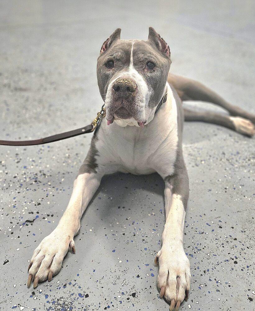 Hugo, Adopted, Senior Male Pit Bull Terrier.