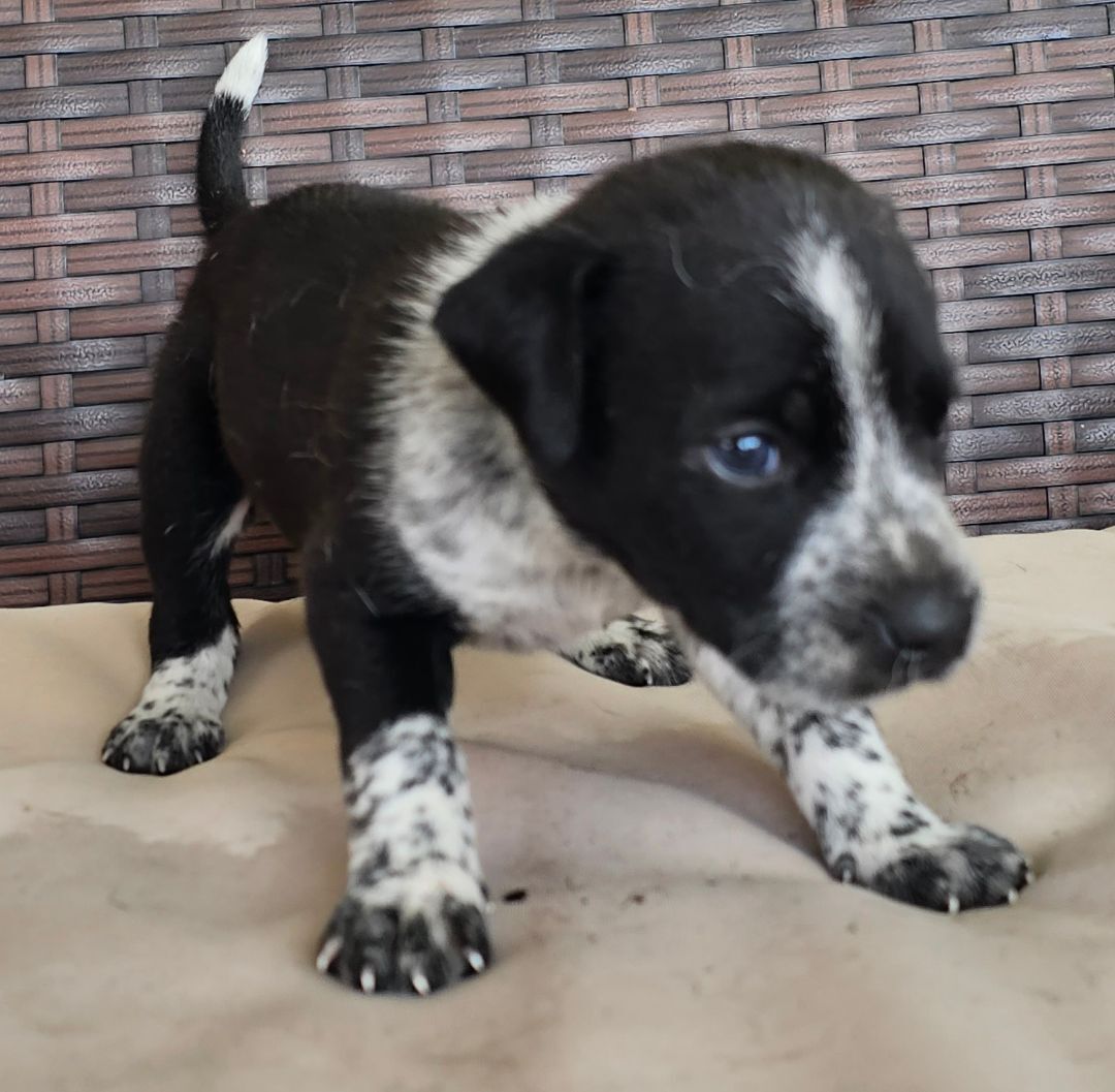 Enlarge Panda, a Adopted mixed breed in Baytown, TX image 1/4