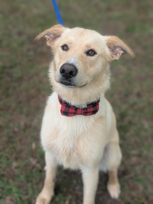 Noel, Adoptable, Adult Male Shepherd & Labrador Retriever.