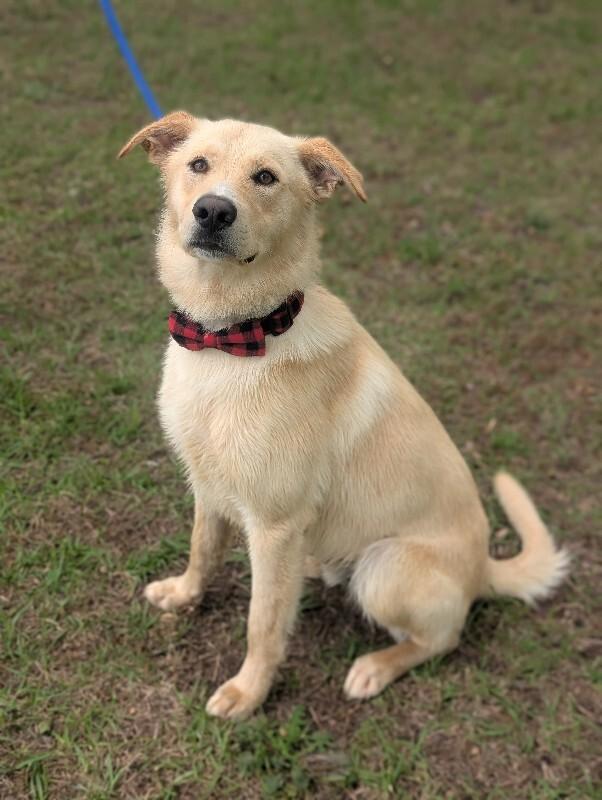Noel, a Adoptable mixed breed in Berkeley Heights, NJ image 4/6