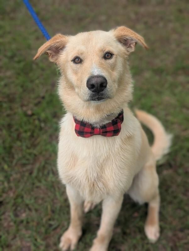 Noel, a Adoptable mixed breed in Berkeley Heights, NJ image 5/6