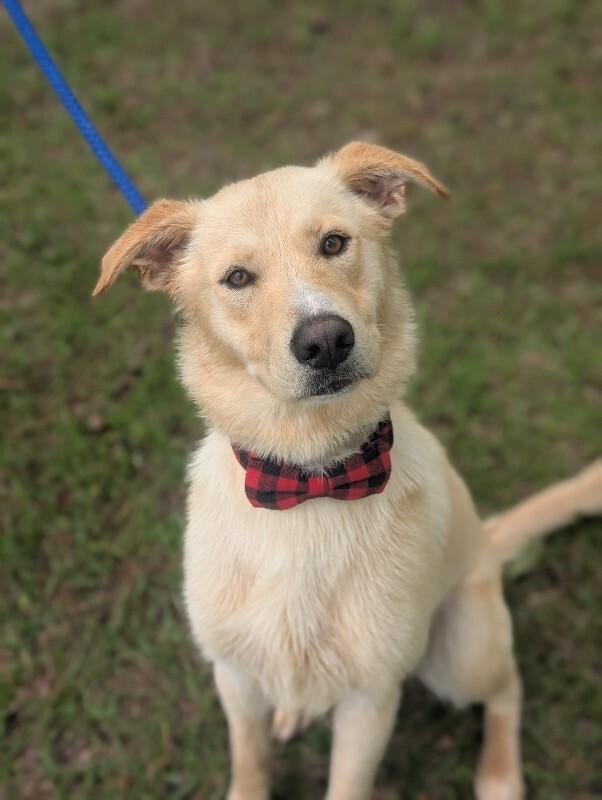Noel, a Adoptable mixed breed in Berkeley Heights, NJ image 6/6