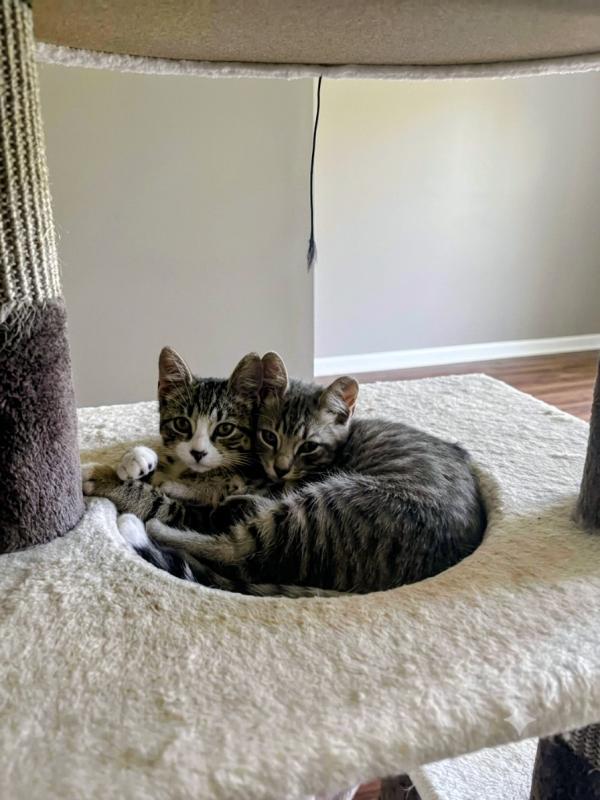 Posy, Adoptable, Kitten Male Domestic Short Hair & Tabby.