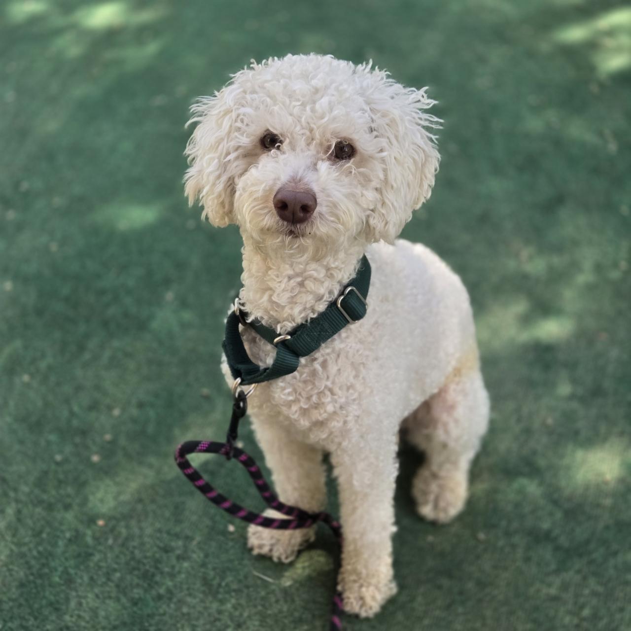 Enlarge Mocha , a Adoptable Cockapoo in Mansfield, TX image 2/3