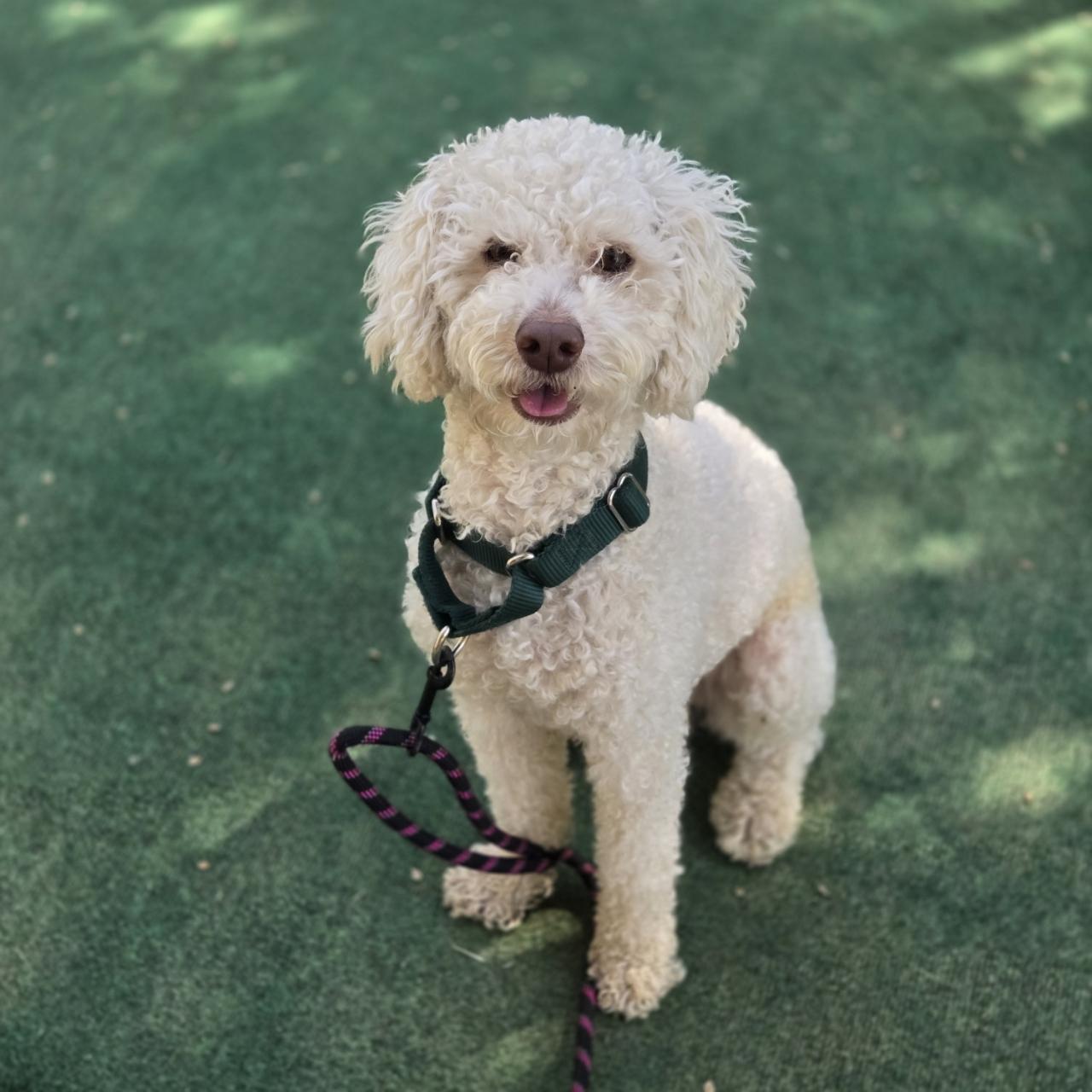 Mocha , Adoptable, Young Male Cockapoo.