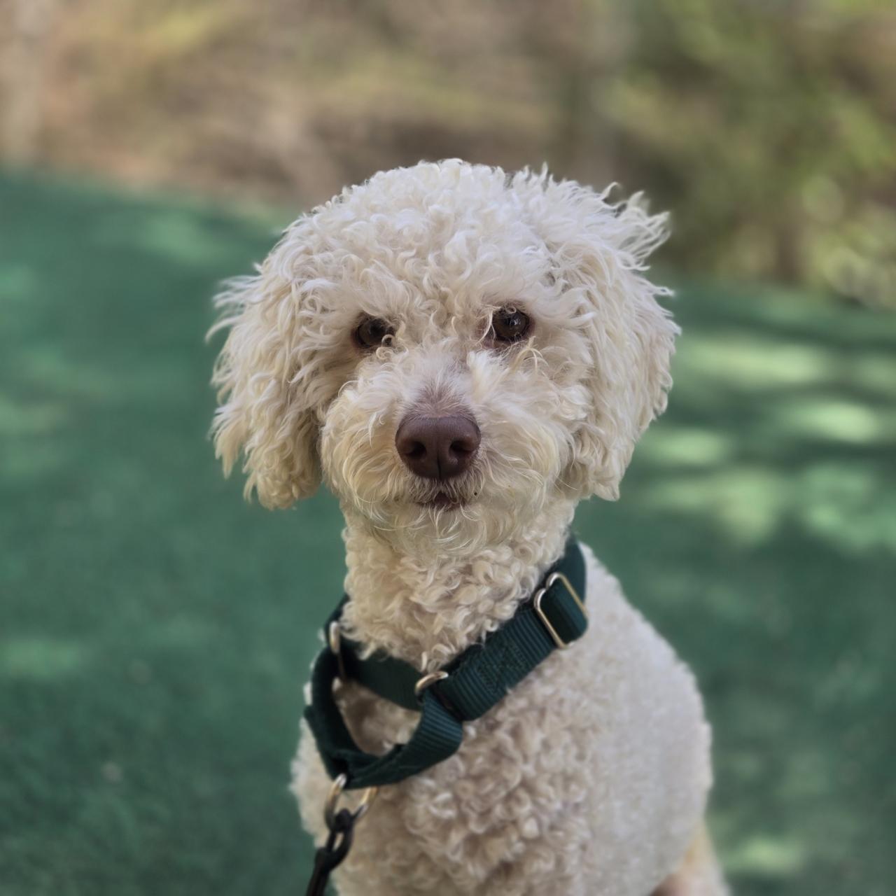 Enlarge Mocha , a Adoptable Cockapoo in Mansfield, TX image 3/3