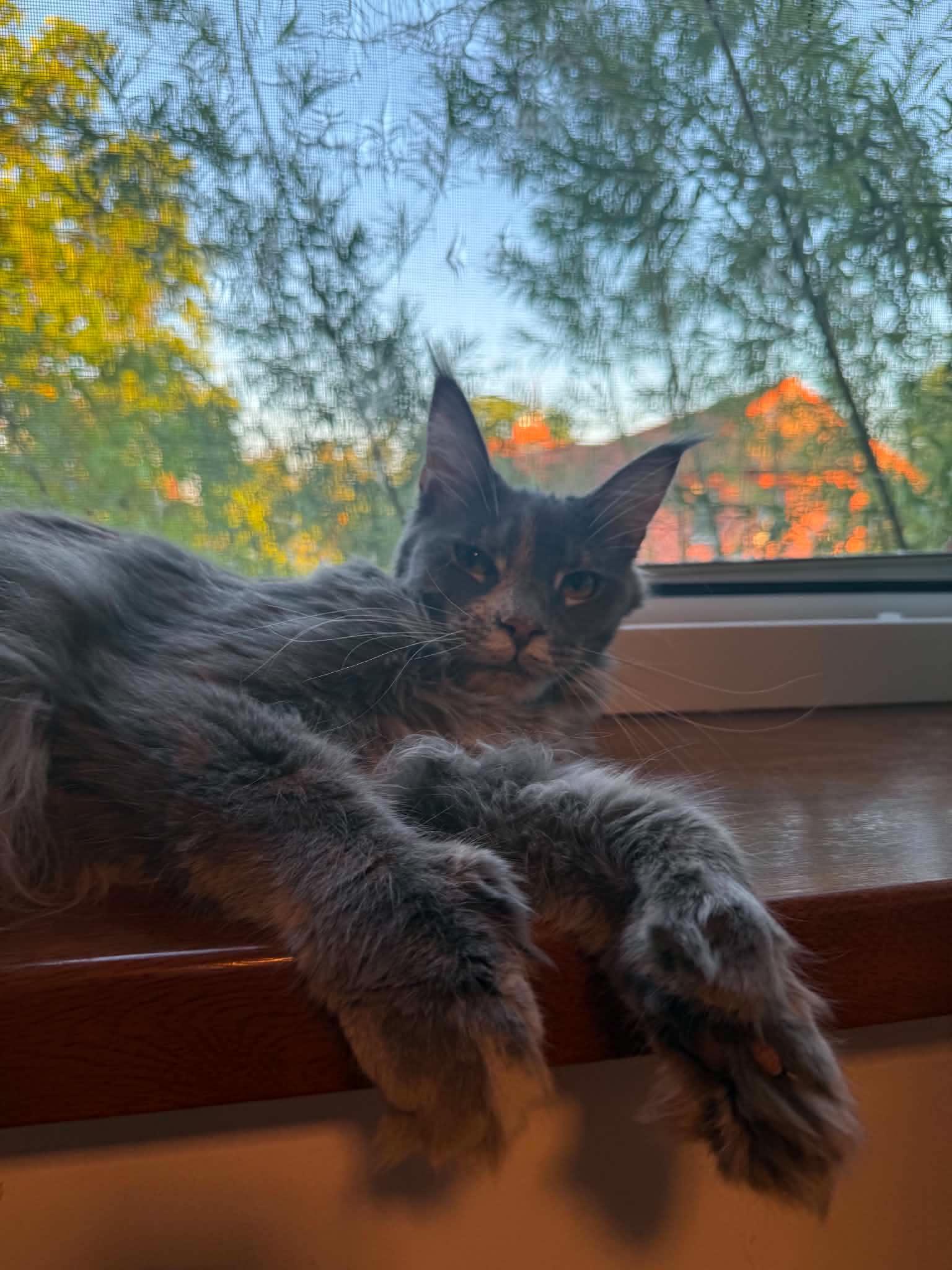Klara, a ADOPTABLE Maine Coon in Northlake, IL image 1/5