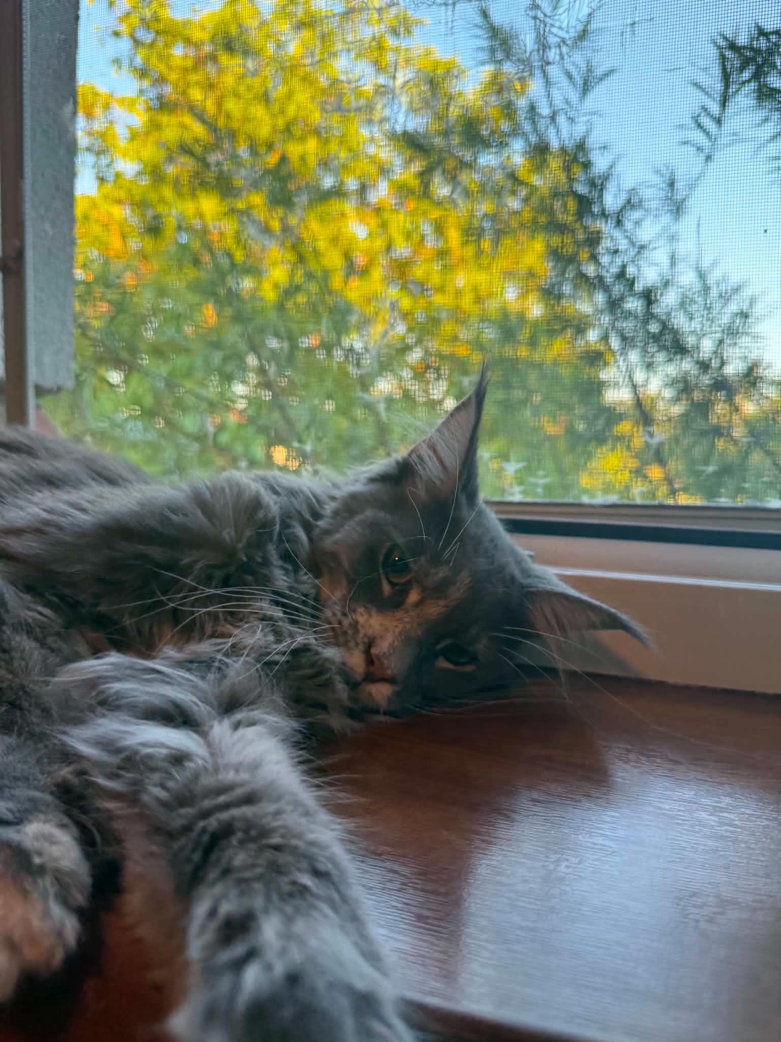 Klara, a ADOPTABLE Maine Coon in Northlake, IL image 4/5