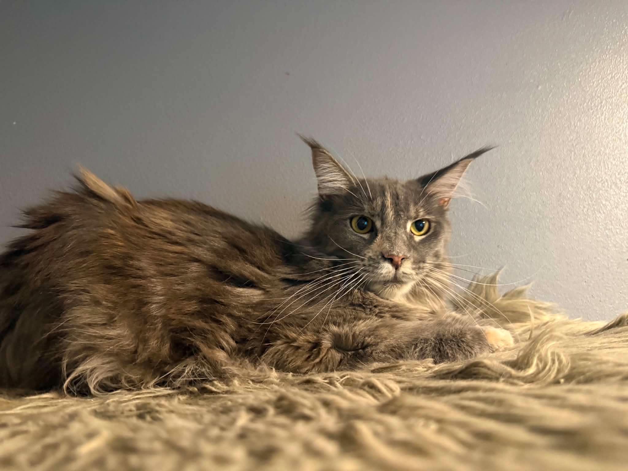 Klara, a ADOPTABLE Maine Coon in Northlake, IL image 2/5