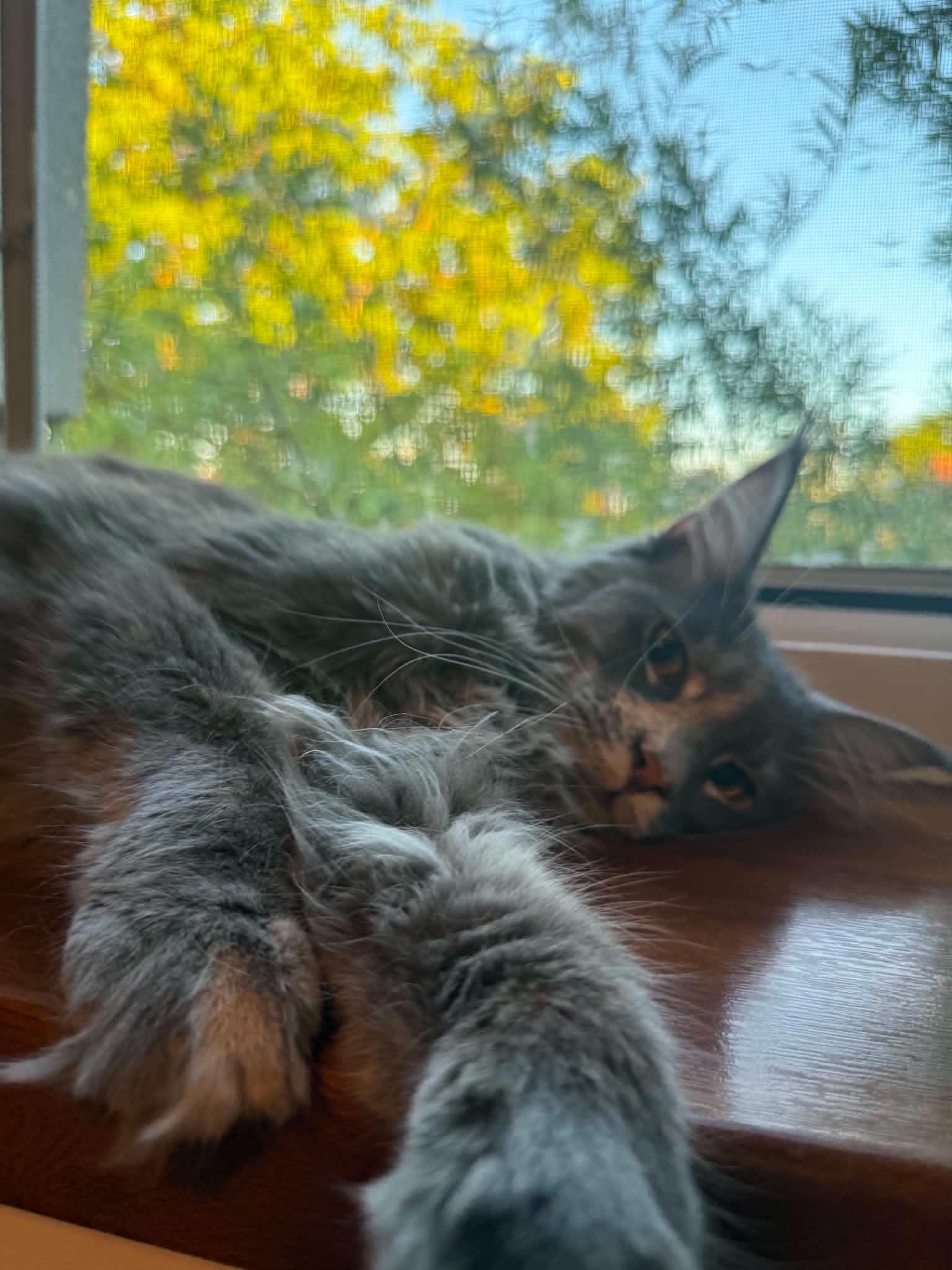 Klara, a ADOPTABLE Maine Coon in Northlake, IL image 5/5