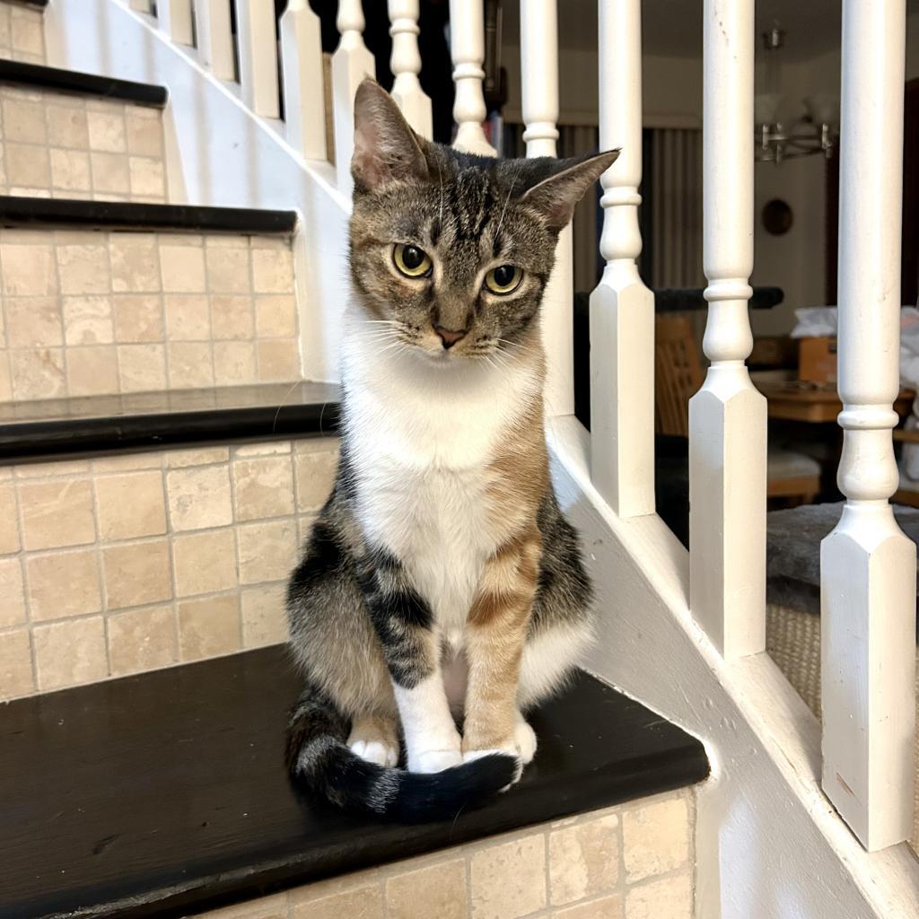 Corinna, Adoptable, Adult Female Domestic Short Hair.