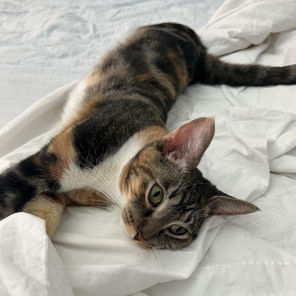 Enlarge Corinna, a Adoptable Domestic Short Hair in Fort Lauderdale, FL image 2/6