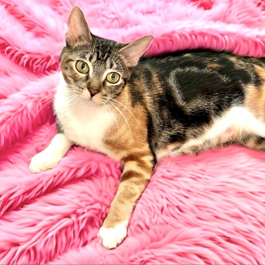 Enlarge Corinna, a Adoptable Domestic Short Hair in Fort Lauderdale, FL image 2/6
