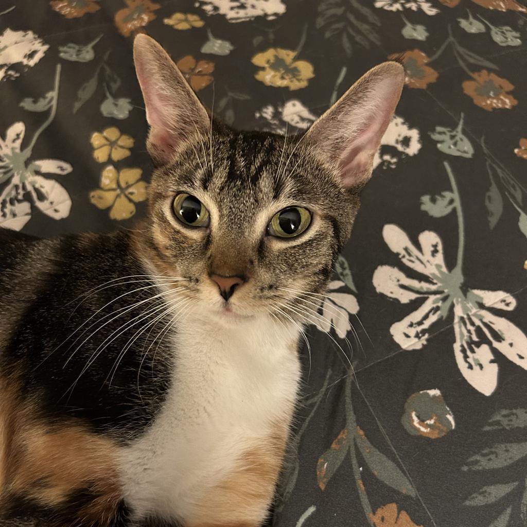 Enlarge Corinna, a Adoptable Domestic Short Hair in Fort Lauderdale, FL image 3/6